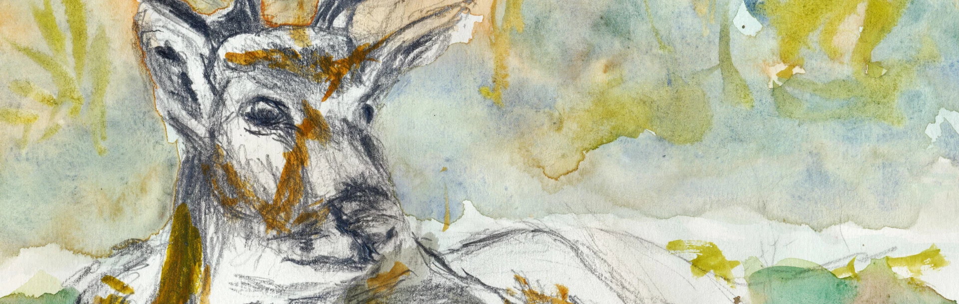 A painting of a stag combining pencil work and water colours