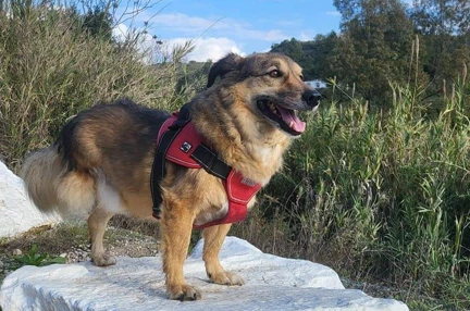 A large long haired dog with three legs standing on a rock