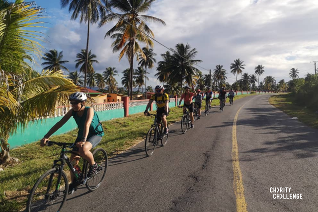 A group of cyclists riding in single file along a tarmacked road lined with palm trees