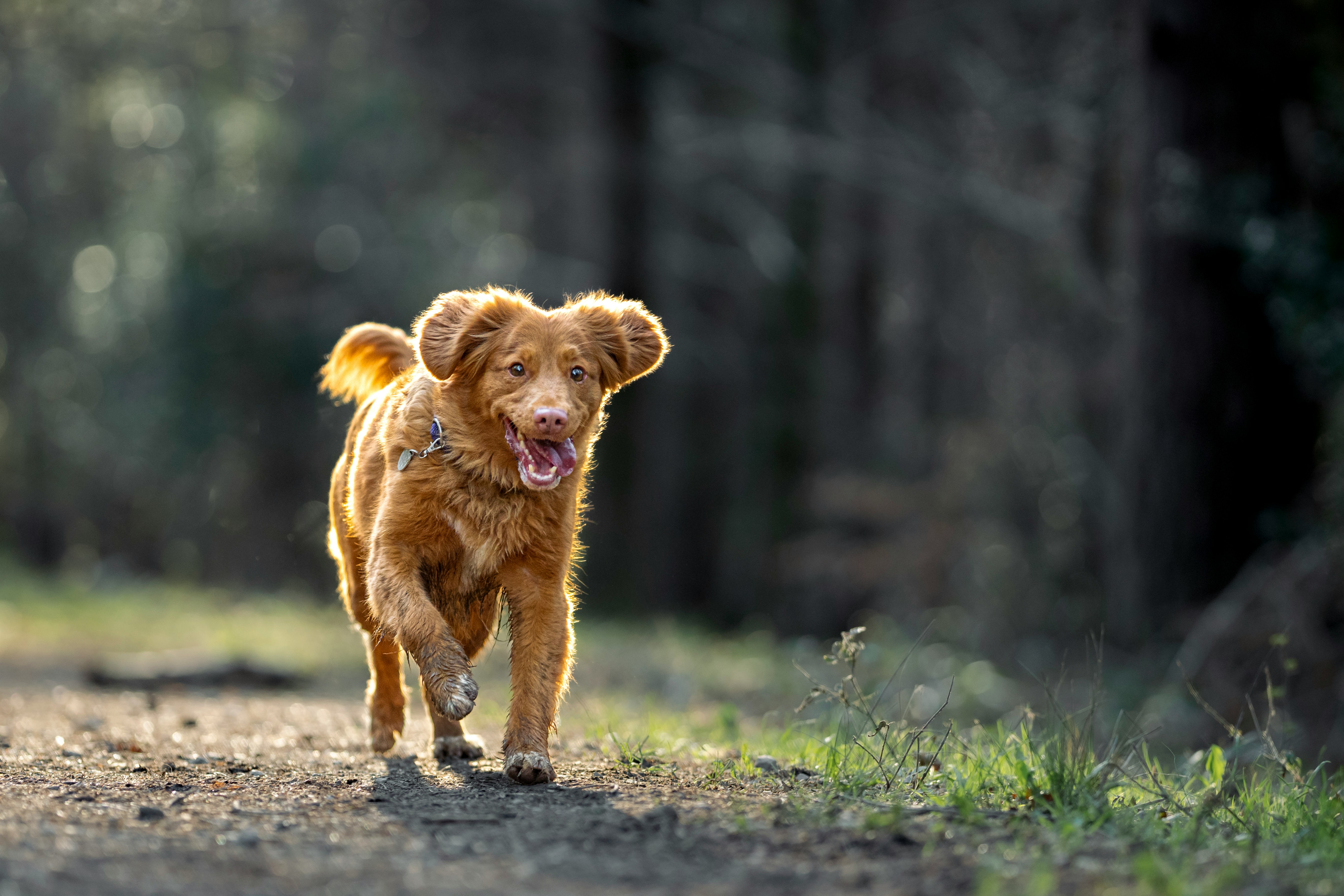 A brown medium sized dog with muddy paws, running happily in the countryside with his tongue lolling out of the side of his mouth and bright eyes.