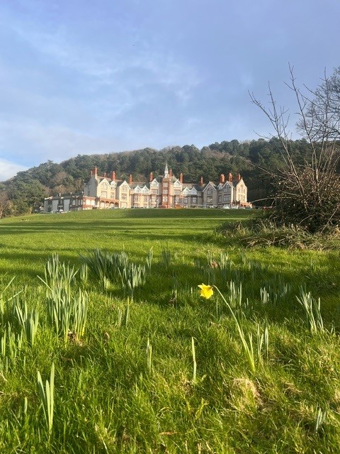 A field with daffodils in the foreground in front of the Llandudno centre